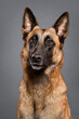 happy malinois belgian shepherd dog close up head portrait in the studio on a gray background