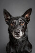 old black australian kelpie dog close up head portrait in the studio on a grey background