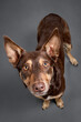 cute australian kelpie dog standing looking up at the camera in the studio on a grey background