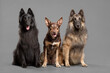 three dogs a kelpie and two tervueren groenendael belgian shepherds sitting in the studio on a grey background