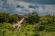 A giraffe in their real habitat. A giraffe in african savannah. Giraffe in tanzania
