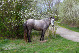 Fototapeta Sport - A serene spring scene featuring a dappled gray horse standing beside a blossoming white wildflower bush