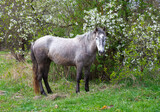 Fototapeta Sport - A serene spring scene featuring a dappled gray horse standing beside a blossoming white wildflower bush