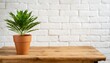 New plant on wooden table captured by front view