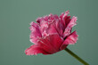 Dark pink tulip flower with fringed petals isolated on green background.