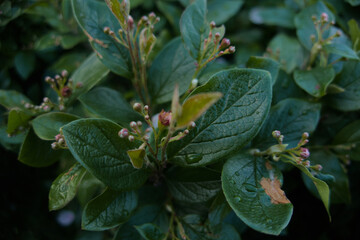 Wall Mural - Green leaves of bush close up, macro with soft focus