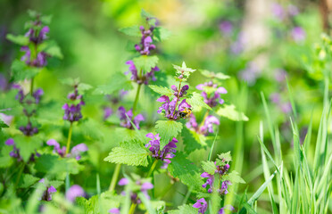 Canvas Print - blooming nettle on a meadow