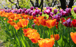 Flower beds in spring with many colorful tulips of orange and purple