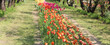 flowered flowerbeds in spring with many tulip flowers of varied colors for sale in the floriculture farm