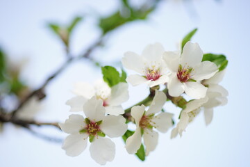 Wall Mural - Closeup almond tree branch with big white flowers