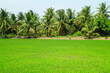 Vibrant green immature paddy field with rows of coconut palm trees