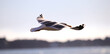 seagull bird with spread wings in flight symbolizes freedom and