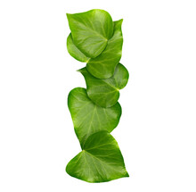 Green Ivy Leaves In Shape Alphabet Letter I Isolated On White, Clipping Path