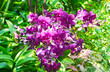 Stunning Magenta Vanda Orchids Blooming in the Garden