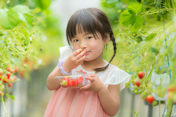 Wall Mural - いちご狩りで苺を食べる小さな女の子