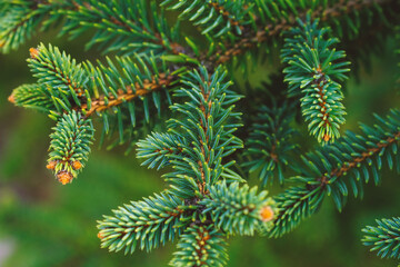 Wall Mural - Close Up of Pine Tree Branch