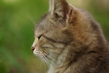 Wall Mural - Grey fluffy cat portrait in summer garden.