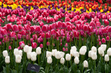 Fototapeta Do akwarium - Keukenhof park of flowers and tulips in the Netherlands. Beautiful outdoor scenery in Holland