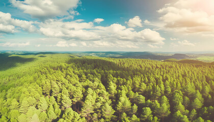 Top view of green pine forest in spring or summer with blue sky and clouds; toned image; high quality photo