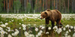 ours brun marchant au bord d'une rivière en lisière de forêt
