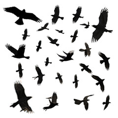 Set of flying crows silhouette isolated on transparent background, PNG