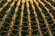 Tropical green cactus texture, exotic spiny background