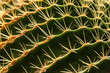 Tropical natural green cactus close-up,. Natural pattern texture, exotic prickly background