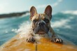 French Bulldog on a yellow surfboard