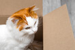 © Oleg Opryshko - beautiful cat sitting in a cardboard box.