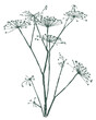Umbrella flower bunch silhouette stem wildflower botanical grass summer isolated on white outline vector illustration