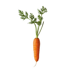 Wall Mural - A vibrant carrot image stands out against a transparent background