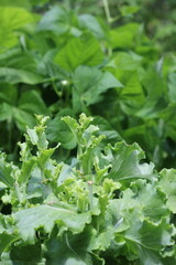 lettuce in the garden