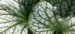 Sunny summer day. Brunnera of a grade Jack Frost. Large juicy leaves with a pattern green a streak on silvery tone. Play of light and shadow.