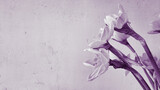 Fototapeta  - Bouquet of spring daffodil  in violet colors