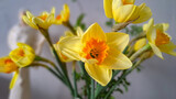 Fototapeta  - Bouquet of yellow daffodils on a white background