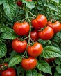 The tomato is the edible berry of the plant Solanum lycopersicum, commonly known as the tomato plant. The species originated in western South America, Mexico, and Central America.