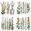 watercolor illustration of plant branches and flowers