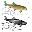 Koi carp vector  jumps salmon-predatory fish natural and as wrought metal and mayfly vintage vector illustration editable hand draw
