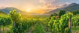 Fototapeta  - Extra wide panoramic shot of a summer vineyard shot at sunset. AI generated illustration