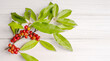 Branches with red sea buckthorn berries, silver Shepherdia (lat. Shepherdia argentea) on a white painted surface close-up, copy space, soft selective focus. Decorative plant background.