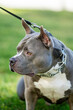 Purebred male American bully dog on the grass	
