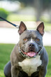 Purebred male American bully dog on the grass	

