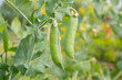 Ripe green pea pods grow on the farm. Organic farming, healthy eating, BIO poisons, the concept of returning to nature.