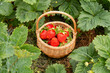 Strawberry field on a fruit farm. Fresh ripe organic strawberries in a basket next to a strawberry bed on our own berry plantation.