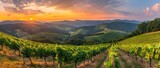 Fototapeta Natura - Extra wide panoramic shot of a summer vineyard shot at sunset. AI generated illustration