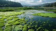 A field of green algae being cultivated in large tanks or ponds accompanied by text explaining the specific nutrients and conditions necessary for optimal biofuel production. .