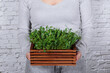 A woman with a box of microgreens against a white wall, presenting her hobby of growing a mini-garden at home.