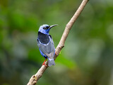 Fototapeta  - The beautiful Red-legged Honeycreeper in Costa Rica, with vibrant blue body and black wings