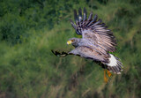 Fototapeta  - Great black hawk in flight