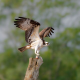 Fototapeta  - Osprey taking flight with fish in claws